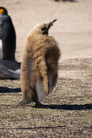 Picture 'Ant1_1_00361 Aptenodytes Patagonicus, King Penguin, Penguin, Antarctica and sub-Antarctic islands, Falkland Islands, Saunders Island'